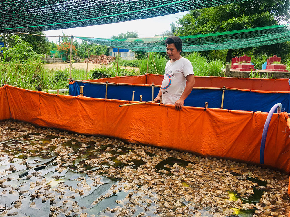 Mô hình nuôi ếch Thái Lan thương phẩm với quy mô gần 40.000 con