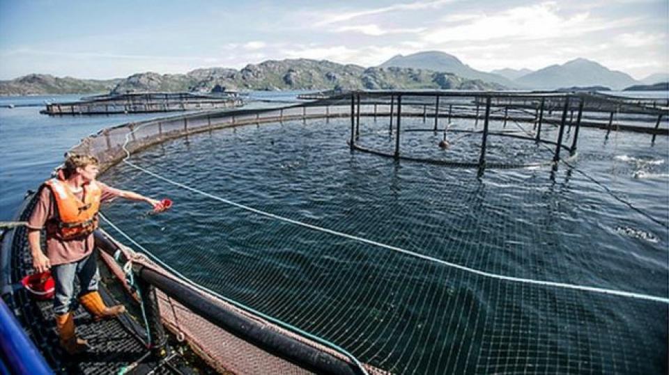 Cermaq - Mô hình nuôi cá hồi lớn nhất thế giới