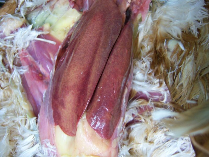Hình ảnh từ gà bị bệnh xuất huyết và mỡ gan