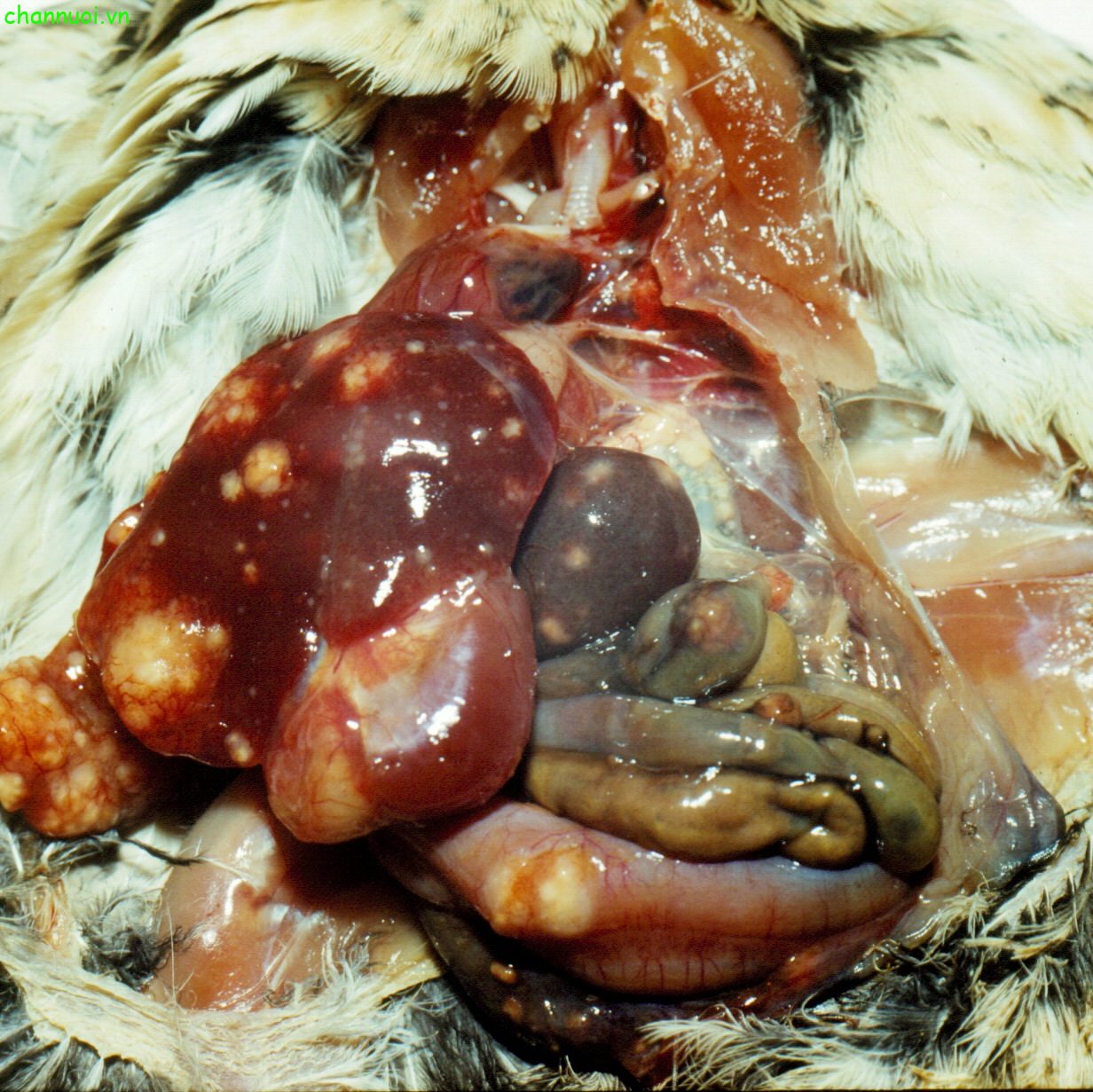 Bệnh đầu đen ở gà xuất hiện là do đơn bào Histomonas meleagridis