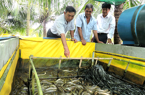Mô hình nuôi lươn thương phẩm trong bể sử dụng thức ăn công nghiệp