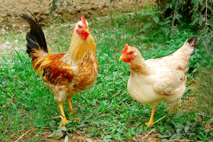 Nên nuôi gà ở nơi thông thoáng, khô ráo, dễ dọn vệ sinh