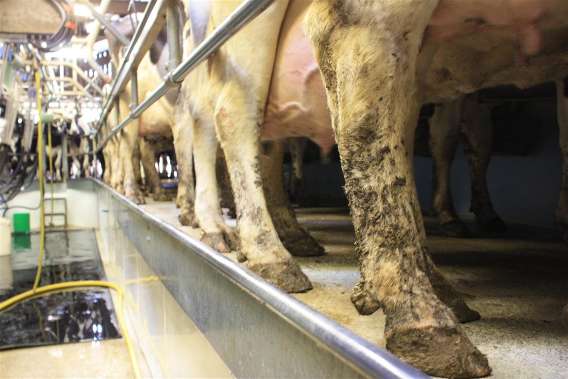 Bệnh viêm móng ở bò sữa khiến lượng sữa sụt giảm