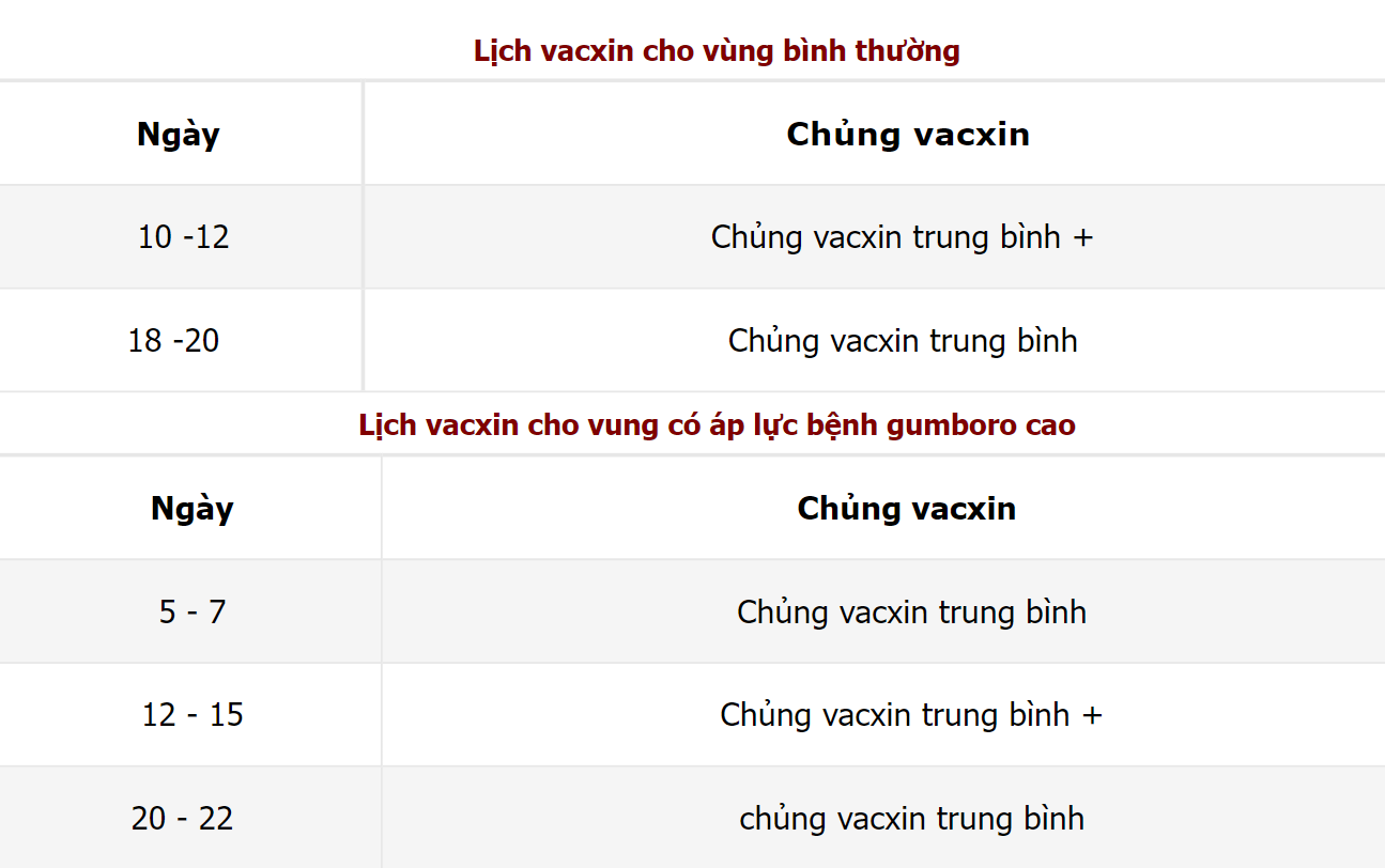 Cách vaccine cho gà hiệu quả cao