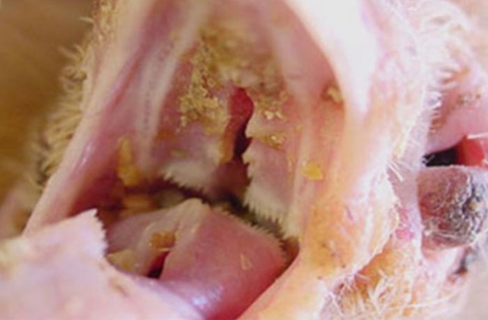 Bệnh nấm họng ở gà chọi hay còn được gọi là bệnh nấm đường tiêu hóa