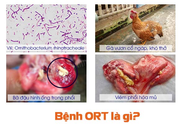 Nguyên nhân gà bị mắc bệnh ORT 