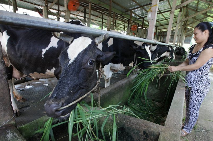 Cải thiện chuồng bò sữa giúp tăng khả năng thoát nước