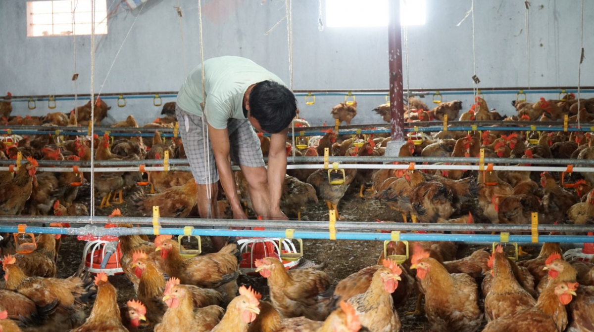Vệ sinh chuồng trại thường xuyên giúp phòng bệnh thương hàn ở gà