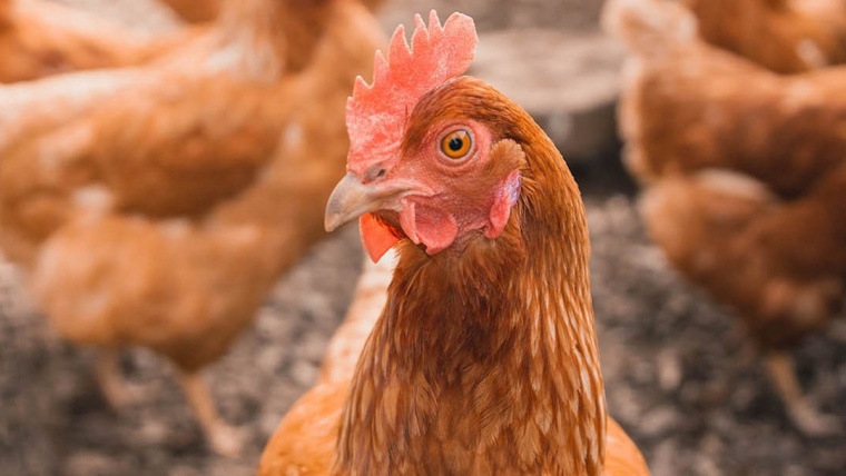 Bệnh Coryza trên gà hay còn gọi là viêm xoang truyền nhiễm hoặc sổ mũi truyền nhiễm