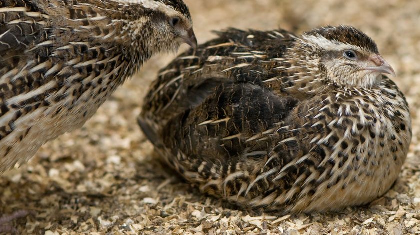 Chim cút mái rất dễ bị stress trong giai đoạn đẻ trứng