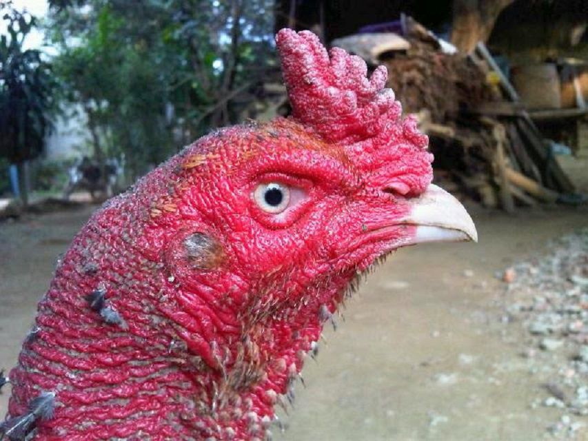 Có nhiều nguyên nhân khiến cho gà chọi bị sủi bọt mắt