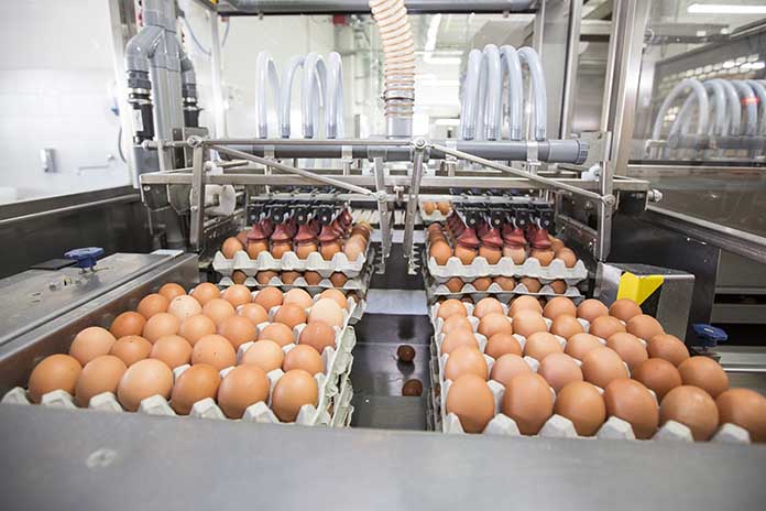 Sản lượng trứng Việt Nam tăng mạnh