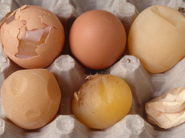 Những cách khắc phục gà đẻ trứng non hiệu quả