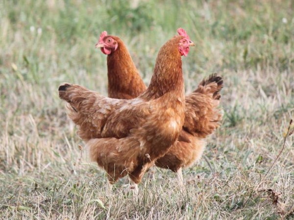 Có thể cho gà sử dụng thức ăn viên hoặc tận dụng các phụ phẩm nông nghiệp