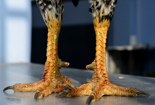 Gà chọi chân vảy rồng sở hữu những lớp vảy dày xếp chồng lên nhau