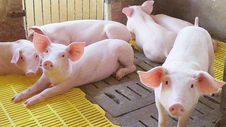 Trong khi giá lợn hơi liên tục giảm, tình hình dịch bệnh vẫn đang tiếp diễn