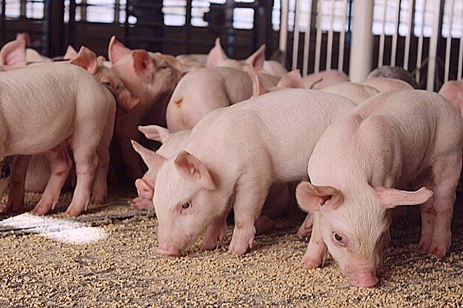 Từ đầu năm tới nay, giá lợn hơi có xu hướng giảm liên tục