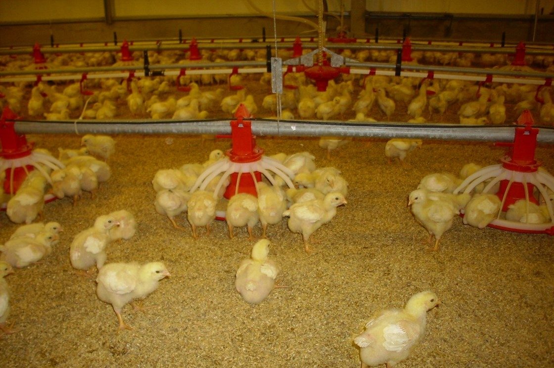 Phòng tránh các bệnh thường gặp ở gà con