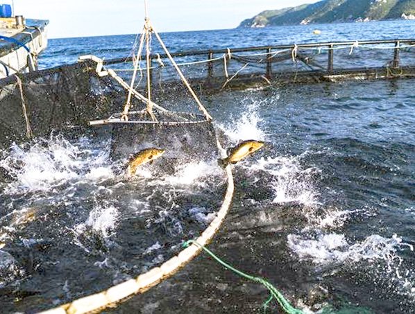 Mô hình nuôi cá siêu sạch ở trang trại Lowa’s first