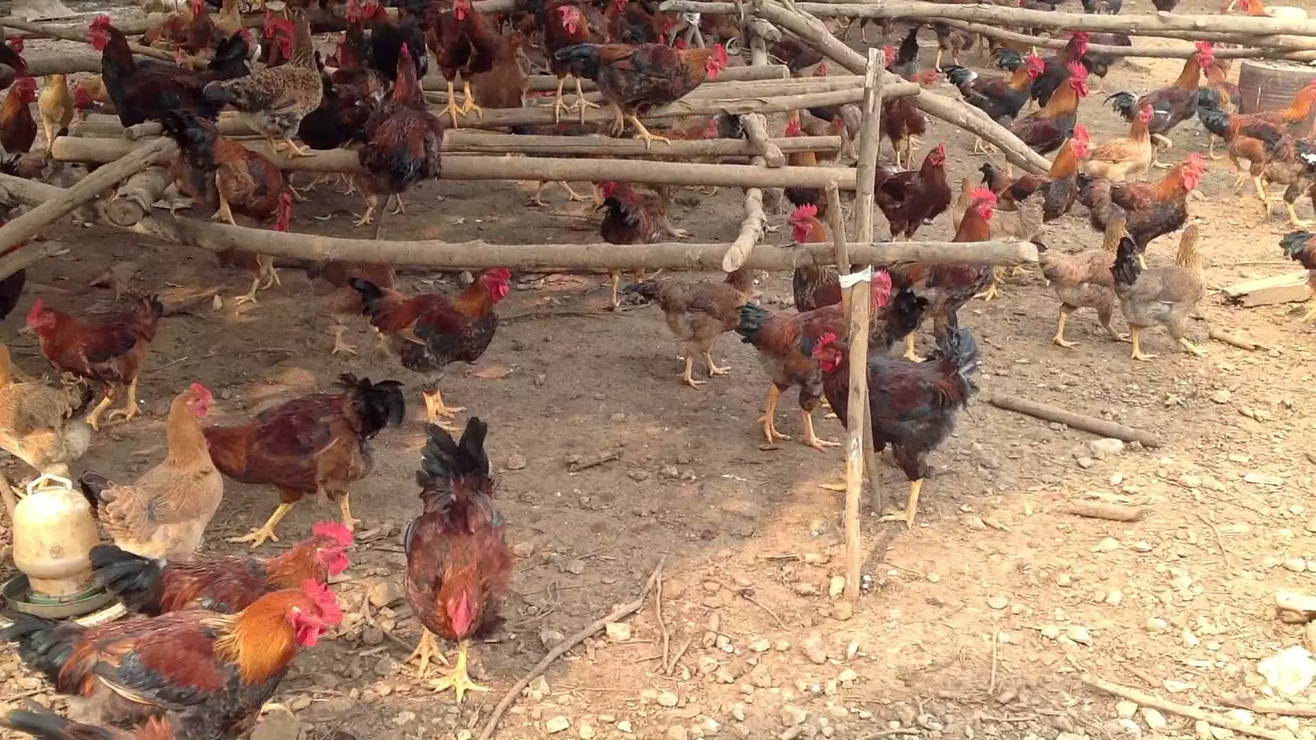 Hệ thống giàn đậu đóng vai trò quan trọng trong chuồng nuôi gà thịt thả vườn