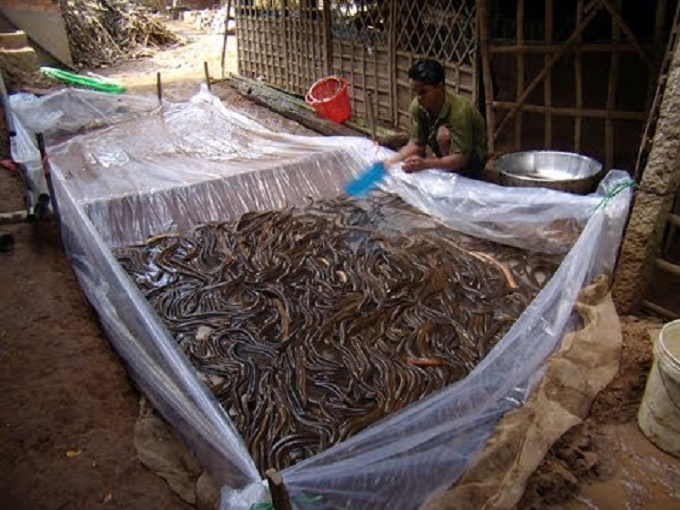 Mô hình nuôi lươn thương phẩm được triển khai tại Hậu Giang