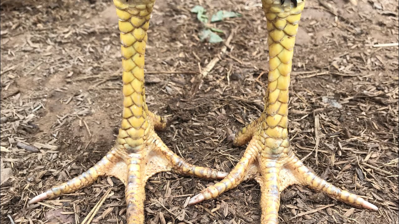 3 hàng vảy của gà chọi thường nằm trên một chân và song song với nhau
