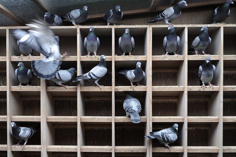 Chim bồ câu được chọn làm giống phải đảm bảo khá nhiều yêu cầu