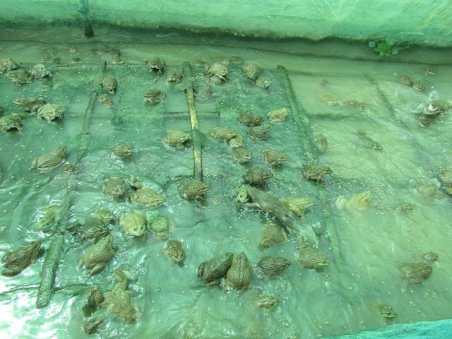 Cận cảnh mô hình thủy sản nuôi ếch thịt 