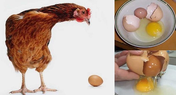 Trong lòng đỏ trứng có nhiều chất omega rất có lợi cho thị lực của gà chọi