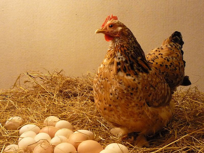 Nguyên nhân khiến gà đẻ trứng non