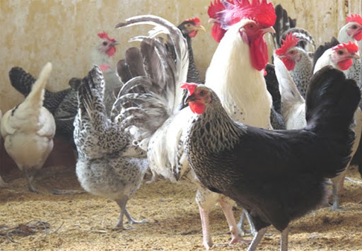 Lắp hệ thống chiếu ánh sáng cho gà để tránh việc đẻ trứng non