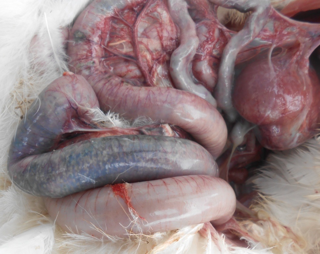 Triệu chứng của bệnh viêm ruột hoại tử ở gà